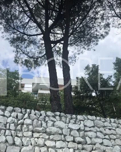 Pinos junto a la casa