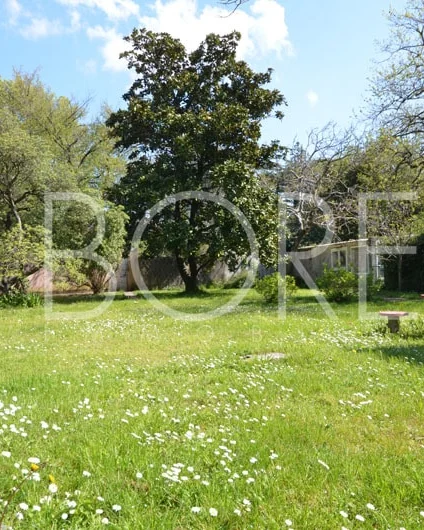 Jardín con magnolio